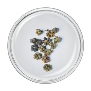 ingredient-evodia-rutaecarpa.png