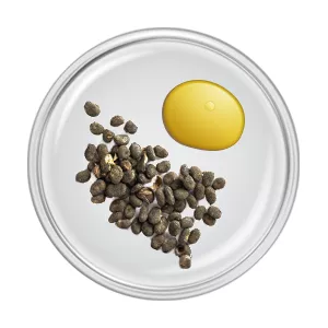 Bakuchiol extract and corylifolia seeds, ingredients used for Nutricentials Bakuchiol Pumps Serum.
