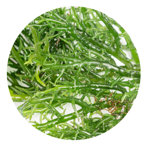body-serum-ingredient-kappaphycus-alvarezii-extract