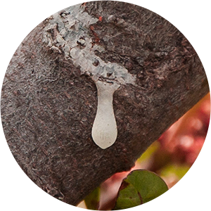 Lentisc Pistacia lentiscus gum from Mastic Tree circular icon.