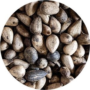 A pile of murumuru seeds used in Nu Skin Epoch Hand Cream.