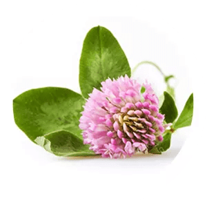 red-clover-flower-extract