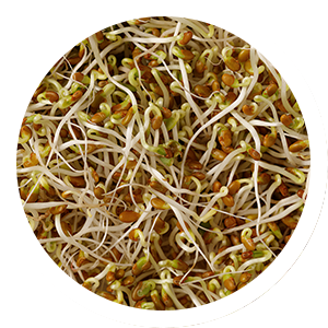 ingredient-Vigna-Radiata-sprouts