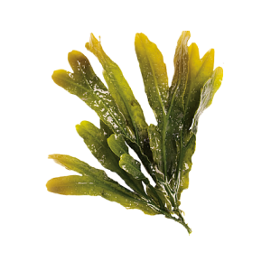 ingredient-laminaria_digitata.png