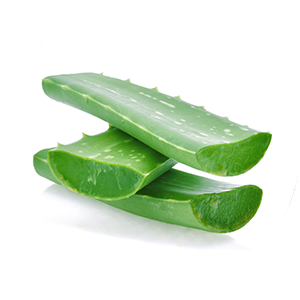 Three cut stems of aloe vera stacked up on one another.