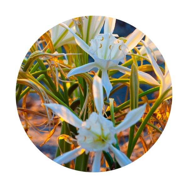 ingredient-sea-daffodil.png